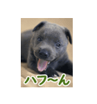 オイの名前はモイ（個別スタンプ：8）