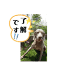 愛しのローズさんスタンプ☆（個別スタンプ：10）