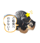 れいぽんずのぼん（個別スタンプ：5）