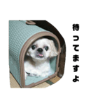 我が家のキャップさん⑧（個別スタンプ：3）