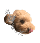 我が家のリトルP（個別スタンプ：9）
