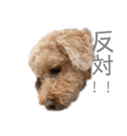 我が家のリトルP（個別スタンプ：11）