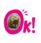 デグーのぺぺちゃん（個別スタンプ：1）