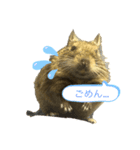 デグーのぺぺちゃん（個別スタンプ：3）