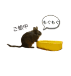 デグーのぺぺちゃん（個別スタンプ：4）