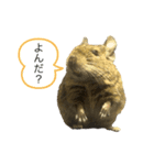 デグーのぺぺちゃん（個別スタンプ：8）