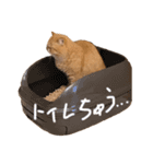 【ぶさかわ】うちの猫（個別スタンプ：1）