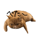 【ぶさかわ】うちの猫（個別スタンプ：2）