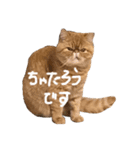【ぶさかわ】うちの猫（個別スタンプ：3）