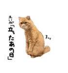 【ぶさかわ】うちの猫（個別スタンプ：4）