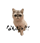 【ぶさかわ】うちの猫（個別スタンプ：6）