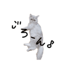 【ぶさかわ】うちの猫（個別スタンプ：7）