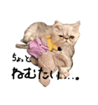 【ぶさかわ】うちの猫（個別スタンプ：8）