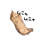 【ぶさかわ】うちの猫（個別スタンプ：9）