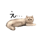 【ぶさかわ】うちの猫（個別スタンプ：10）