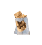 【ぶさかわ】うちの猫（個別スタンプ：12）