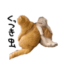 【ぶさかわ】うちの猫（個別スタンプ：15）