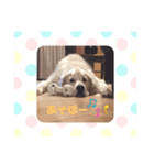 ゴールデンレトリバーのあ店長の1日＊（個別スタンプ：3）