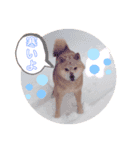 だいすきあらしくん（個別スタンプ：1）