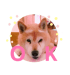 だいすきあらしくん（個別スタンプ：6）