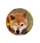 だいすきあらしくん（個別スタンプ：8）