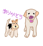 ラブラドールぷーちゃんとワイヤーピッチ君（個別スタンプ：3）