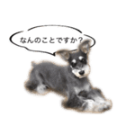 シュナウザーのシュナ川さん！（個別スタンプ：2）