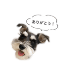 シュナウザーのシュナ川さん！（個別スタンプ：7）