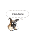 シュナウザーのシュナ川さん！（個別スタンプ：8）