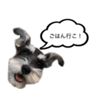 シュナウザーのシュナ川さん！（個別スタンプ：9）