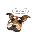 シュナウザーのシュナ川さん！（個別スタンプ：13）