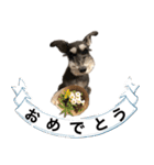 シュナウザーのシュナ川さん！（個別スタンプ：15）