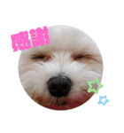 マルチー’s（個別スタンプ：1）