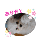 マルチー’s（個別スタンプ：2）