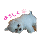 マルチー’s（個別スタンプ：5）