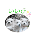 マルチー’s（個別スタンプ：6）