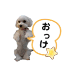 マルチー’s（個別スタンプ：8）