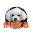 マルチー’s（個別スタンプ：12）