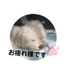 マルチー’s（個別スタンプ：13）