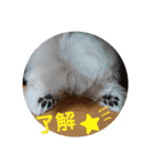 マルチー’s（個別スタンプ：15）
