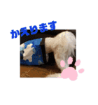 マルチー’s（個別スタンプ：29）