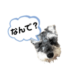 シュナの海くん（個別スタンプ：1）