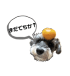 シュナの海くん（個別スタンプ：3）
