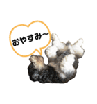 シュナの海くん（個別スタンプ：5）
