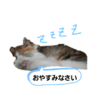 でぃっこともっくんの日常（個別スタンプ：1）