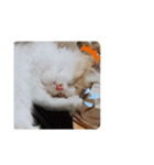 でぃっこともっくんの日常（個別スタンプ：4）
