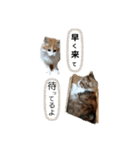でぃっこともっくんの日常（個別スタンプ：5）
