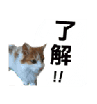 でぃっこともっくんの日常（個別スタンプ：8）