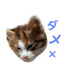 でぃっこともっくんの日常（個別スタンプ：14）