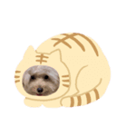 pipichan stanp（個別スタンプ：1）